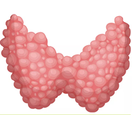 Thyroid function