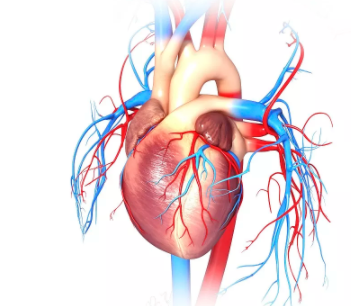 Cardiovascular Diseases