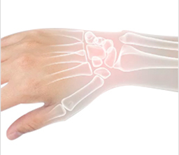 Bone metabolism